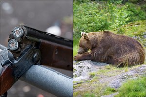 Medžiotojų kirčiai institucijoms – tikina mešką nušauti atsisakę: „Keista, kai taip nevertinama laukinio gyvūno gyvybė“