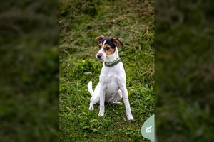 Jauna ir labai aktyvi šunytė laukia jos vertos šeimos