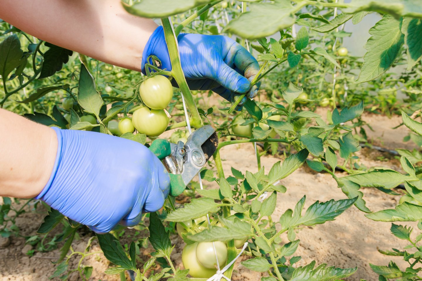 Pomidorai.<br>„123rf“ nuotr.