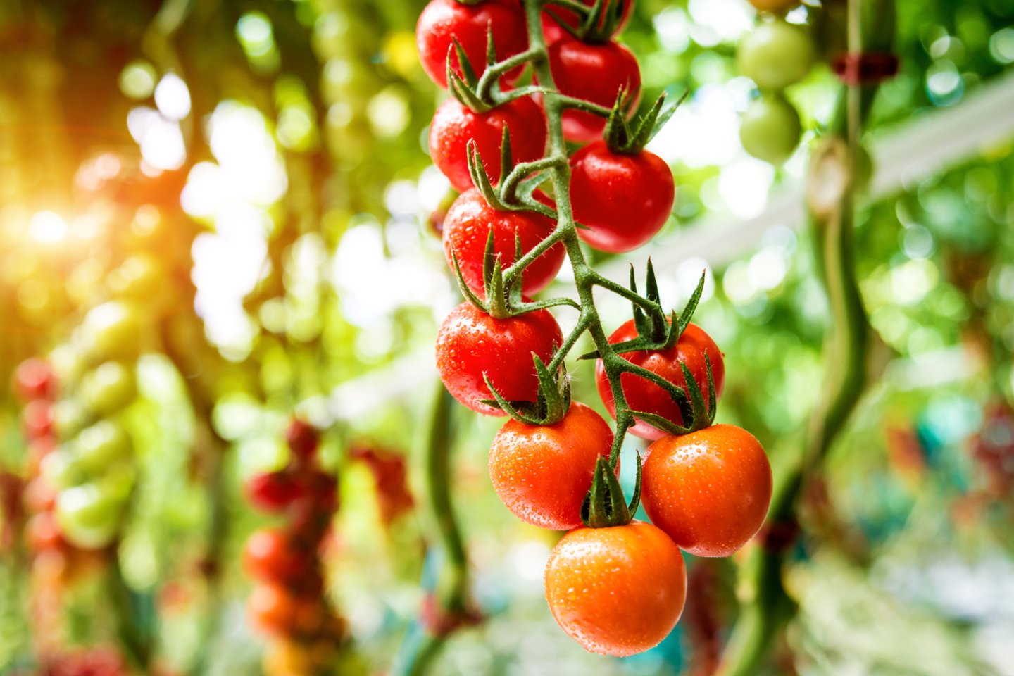 Pomidorai.<br>„123rf“ nuotr.