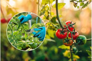 Kaip teisingai auginti pomidorus: viena gudrybė padės užauginti didelį derlių 