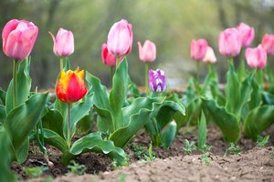 Tulpių turėsite ir kitąmet: svarbi tik viena taisyklė