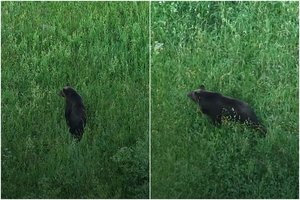 Pasidalijo Vilnių pagaliau palikusios lepečkojės vaizdo įrašu: „Jauna, graži, poros metų“