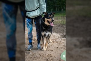 Didelis, stiprus ir meilus šuo ieško fiziškai stipraus ir tvirto charakterio šeimininko: sužavės žaismingumu