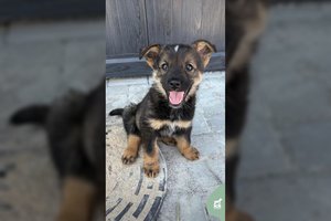 2 mėn. žaisminga šunytė laukia jūsų dėmesio: įspėja – maža nebus