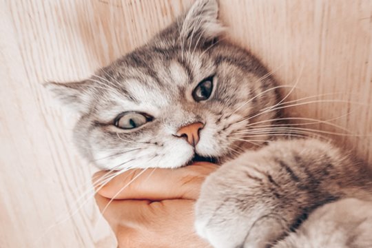 4 priežastys, kodėl katės jus kandžioja ir kaip to atsikratyti