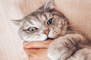 4 priežastys, kodėl katės jus kandžioja ir kaip to atsikratyti