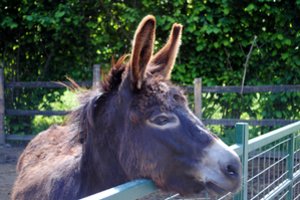 Kovoje su erkėmis gali padėti asilai