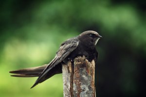 Šie paukščiai skraidyti nenusileidę gali praleisti ištisus mėnesius: pasakė, ką daryti, jį radus ant žemės