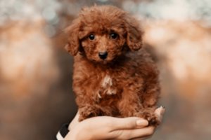 Įspėja perkančius šios madingos veislės šunis – gali užaugti ne tai, ko tikėjotės