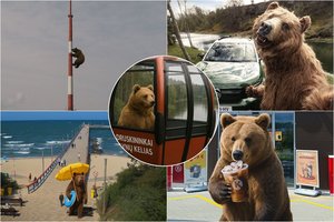 Lietuviai pamišo dėl meškos – išradingumo belieka tik pavydėti: įsitraukė net miestai