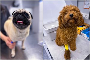 Naujiena Lietuvoje: veterinarijos klinikose – širdies ligų diagnostika šunims vos per 20 minučių