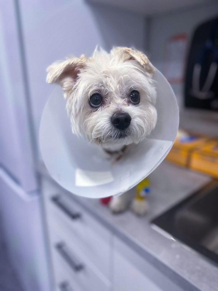 Veterinarijos pažanga Lietuvoje įgauna naują pagreitį – viena inovatyviausių Vilniaus klinikų Begemotas pristato revoliucinį diagnostikos metodą, leidžiantį šunų širdies ligas nustatyti vos per 20 minučių.