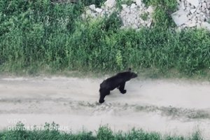 Skelbia, kad meška vėl artėja prie sostinės