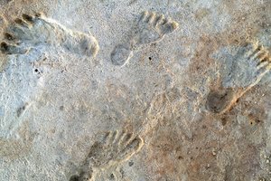 Daugėja įrodymų, kiek metų yra seniausiems žmonių pėdsakams Amerikoje