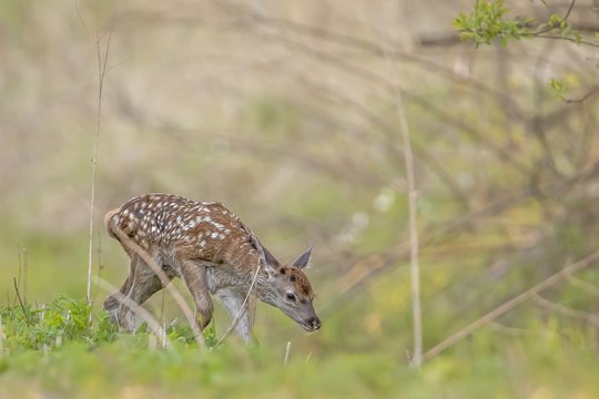 Griežti gamtininkų žodžiai: neskubėkite gelbėti gyvūnų jauniklių