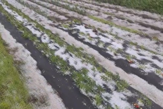Vasariškus orus pakeitė atvilnijusi kruša: suniokojo derlių