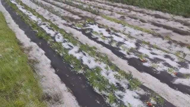 Vasariškus orus pakeitė atvilnijusi kruša: suniokojo derlių