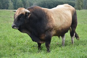 Vokietijoje iš galvijų fermos pavogta bulių spermos už dešimtis tūkstančių eurų