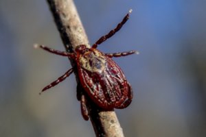 Šeimos gydytoja: kokie tyrimai svarbūs įtariant Laimo ligą