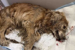 Ariogaloje girta moteris kastuvu talžė šunį, o po to gyvūną užkasė