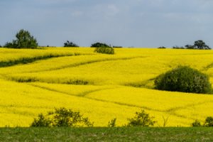 Ekspertai: pasėlių būklė kol kas nuteikia optimistiškai, bet grėsmę kelia kenkėjai