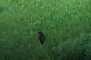 Vėl pastebėta rudoji: trumpam pasirodžiusi nėrė į mišką