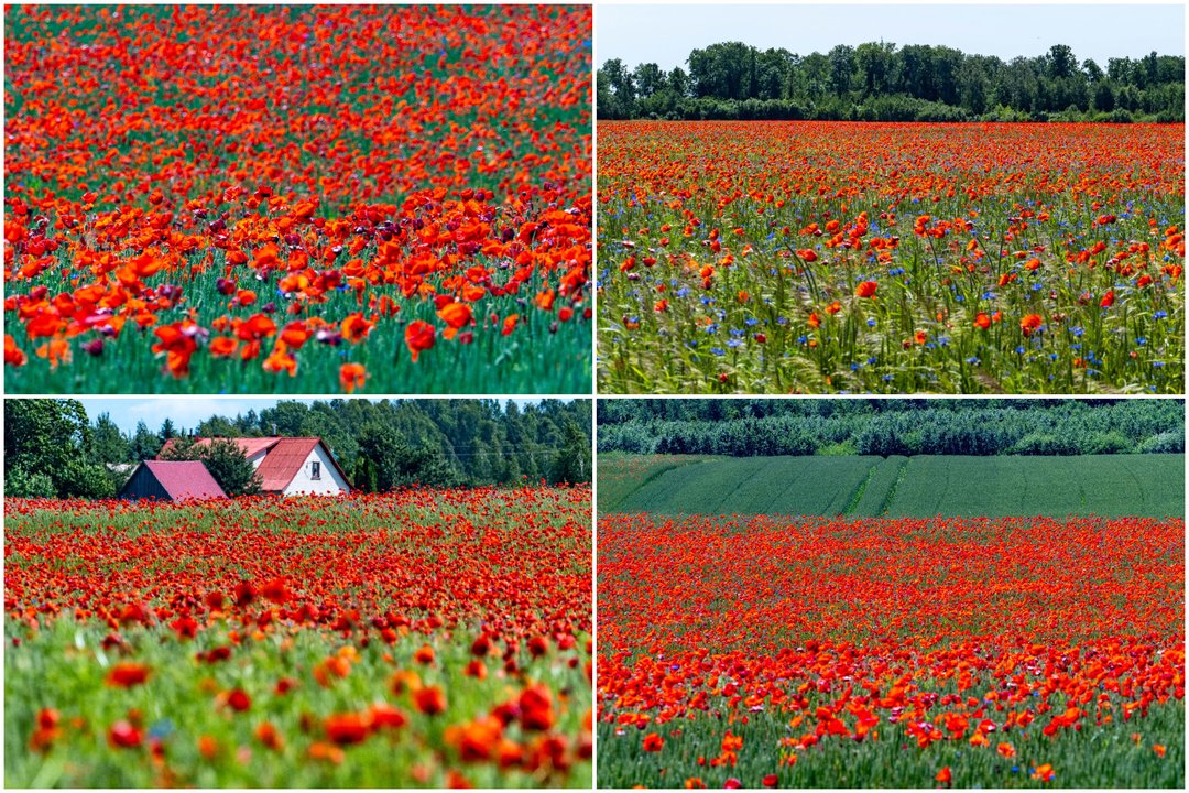 Aguonų laukai. <br>Lrytas koliažas.