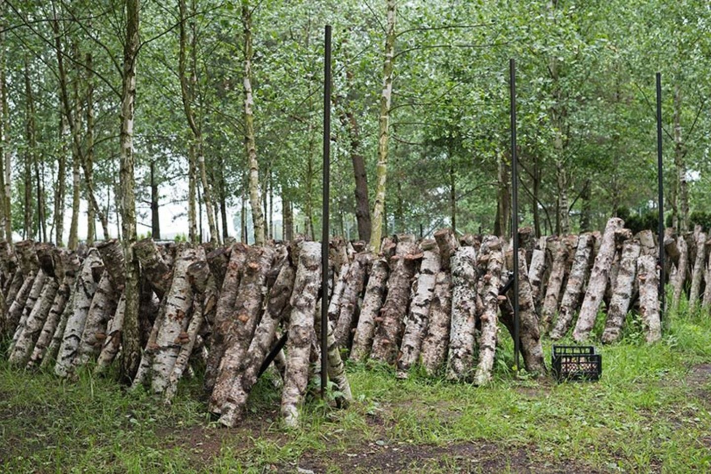 „Jeigu būtume žinoję, kas mūsų laukia, ko gero, būtume ir nepradėję“, – atvira netoli Klaipėdos nedidelį šitakio (Shiitake) grybų ūkį jau kelerius metus puoselėjanti Renata Rimkienė.<br>V. Jurevičienės nuotr.