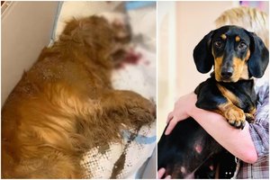 Po Lietuvą sukrėtusios šuns egzekucijos Raseinių r. – naujausios žinios apie būklę ir laukiantį lemtingą išbandymą