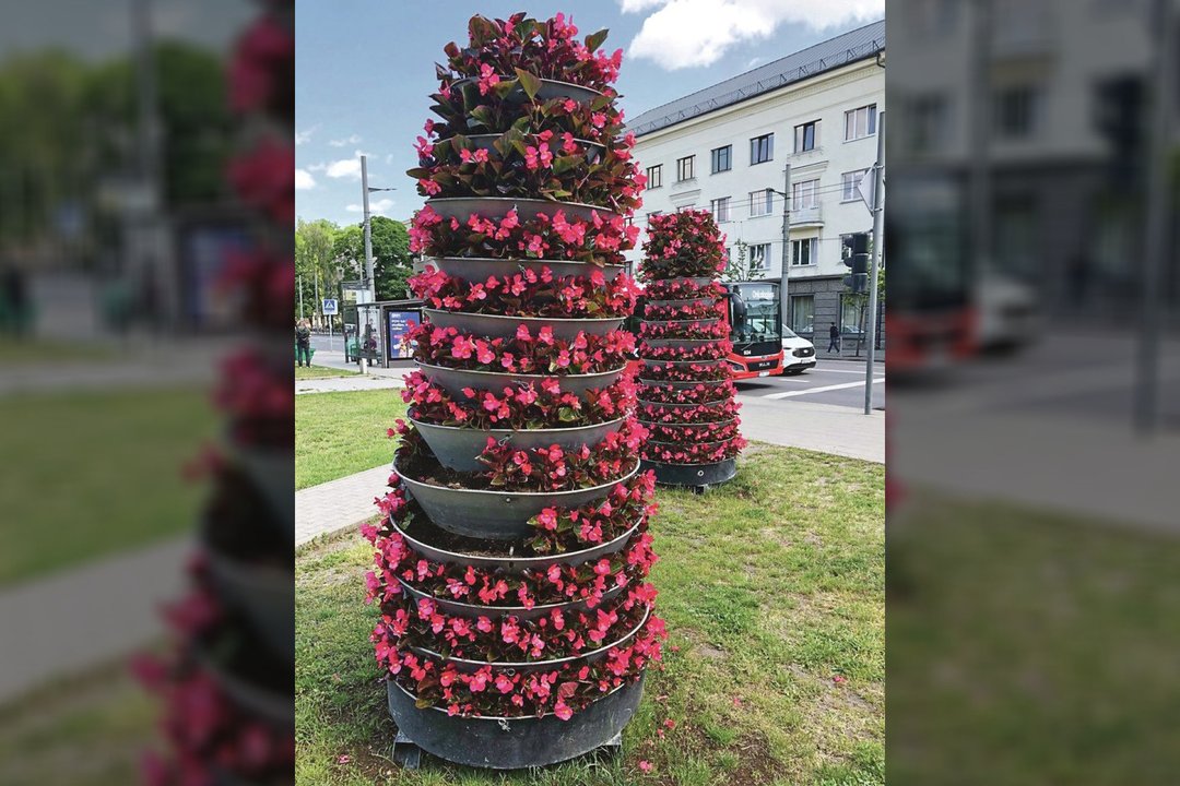 Kaune – išskirtinis įvykis: po ilgų tylos metų prabudo gėlių vagys