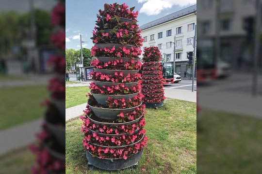 Kaune – išskirtinis įvykis: po ilgų tylos metų prabudo gėlių vagys