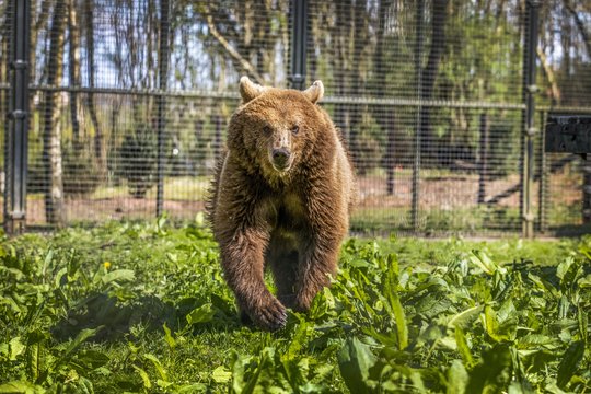 Lokys Rusijoje mirtinai sudraskė du žmones