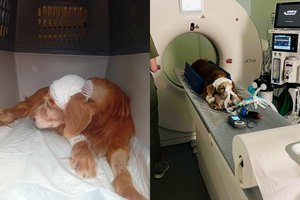 Visą Lietuvą sukrėtusioje kastuvu talžyto šunelio istorijoje – naujausios žinios