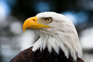 Kurie gyvūnai mato geriausiai? Atsakymas – gerokai sudėtingesnis, nei dauguma pagalvotų