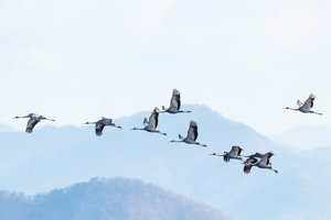Kaip migruodami paukščiai nepasiklysta? Štai kaip tai paaiškina mokslas