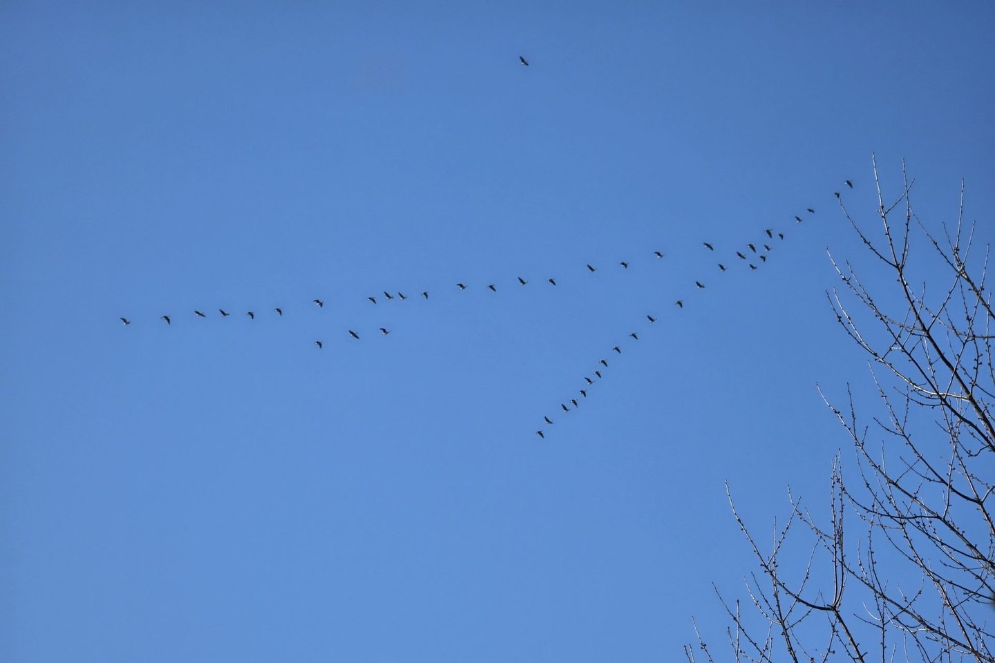 Paukščių migracija Lietuvoje.<br> A. Rutkausko nuotr.