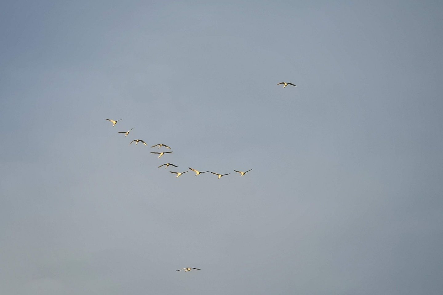 Paukščių migracija Lietuvoje.<br> A. Rutkausko nuotr.