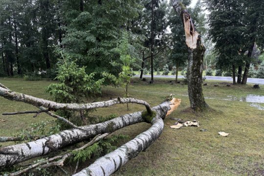 Stiprus vėjas per Jonines laužė medžius: ugniagesiai skubėjo 55 kartus