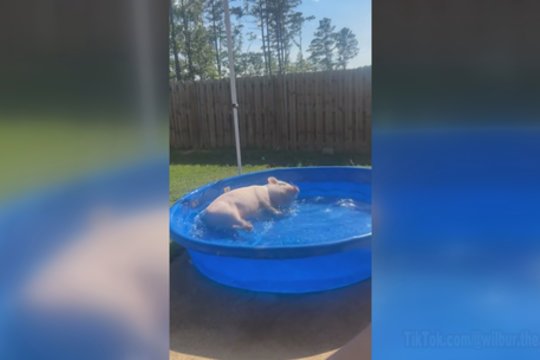 Karštą dieną vandens pramogas mėgsta visi: pamatykite, kaip mėgavosi paršiukas