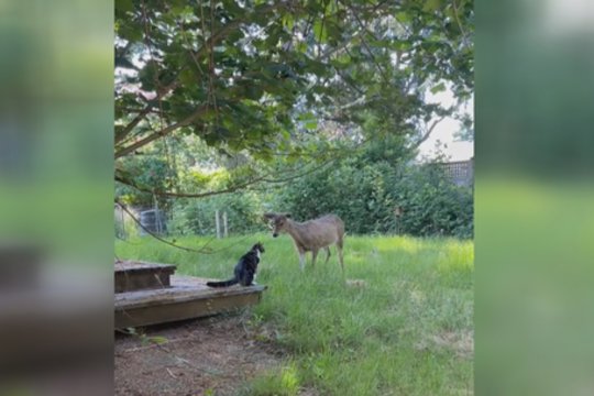 Užfiksuota nauja draugystė: katinas rado neeilinį bičiulį