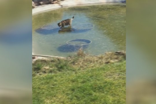 Keturkojo žūklė rezultatų neatnešė: pamatykite, kas pakišo koją