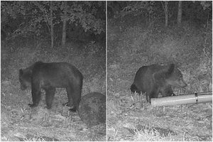 Meškutė vėl pastebėta: užfiksavo girioje netoli Marijampolės 