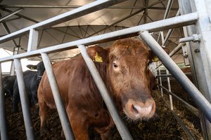 Gyvulius gabenti bus sunkiau: Vengrija draudžia jų tranzitą į Turkiją per Bulgariją