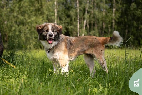 Kiekvieną žmogų kaip seną draugą sutinkanti šunytė svajoja apie namus, kuriuose būtų vienintelė numylėtinė