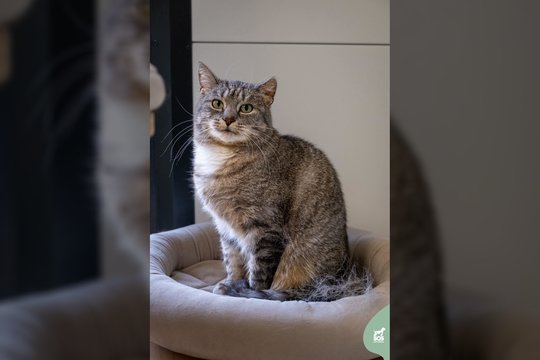 Iš mašinos prie prieglaudos durų išmesta katytė laukia švelnių šeimininkų