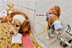 Tikras stebuklas: kastuvu talžytas ir gyvas užkastas šunelis sveiksta