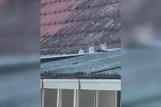 Atidumo išbandymas: iš pirmo žvilgsnio pastebėti tris mažylius nebus lengva