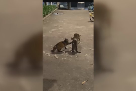 Ne visos draugystės taikios: kibus į atlapus bičiuliams, katinui teko užimti teisėjo poziciją