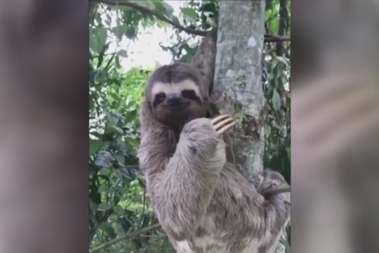 Žmogus palengvino tinginiui dieną: norėdamas atsidėkoti – parodė ypatingą gestą